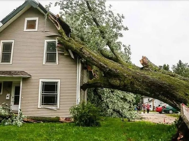 Tree removal job near Cascade, IA
