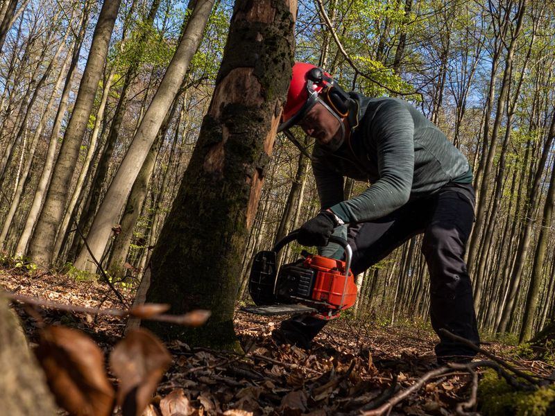 Tree removal job near Dyersville, IA